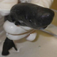 Illustration for article titled Very Rare And Adorable Pocket Shark Discovered